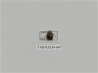 藏品(雙條甘蔗金龜)的圖片